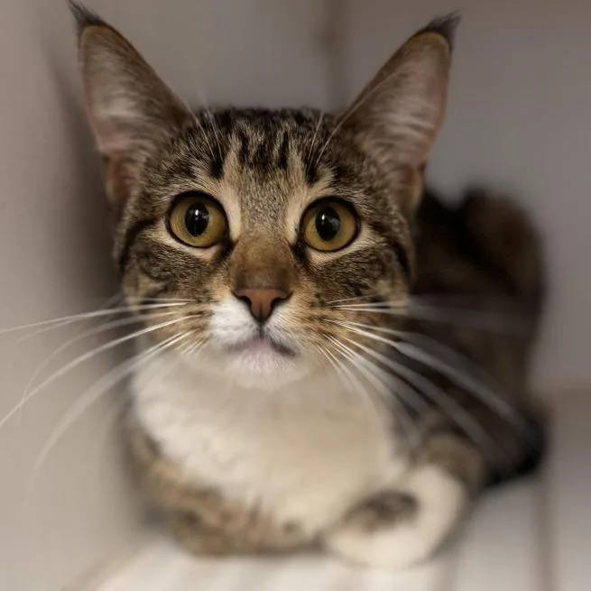 An adult medium-sized female Brown / Chocolate Domestic Short Hair cat named Jupiter for adoption in Novelty, OH