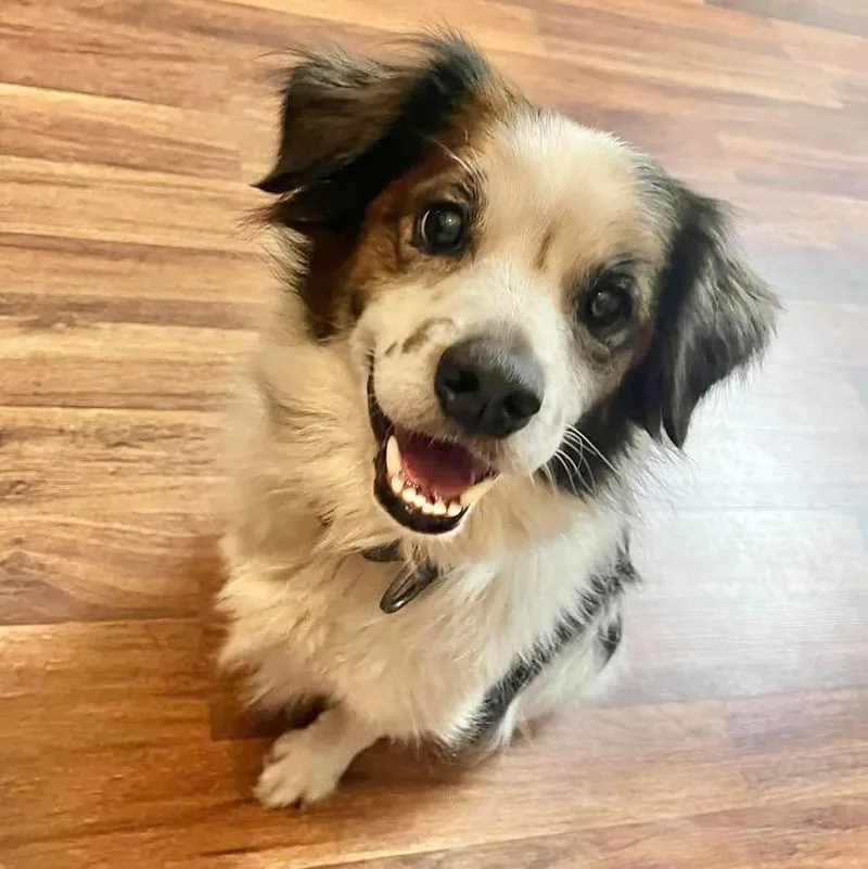 An adult medium-sized male Spaniel dog named Ivan for adoption in Grand Bay, AL
