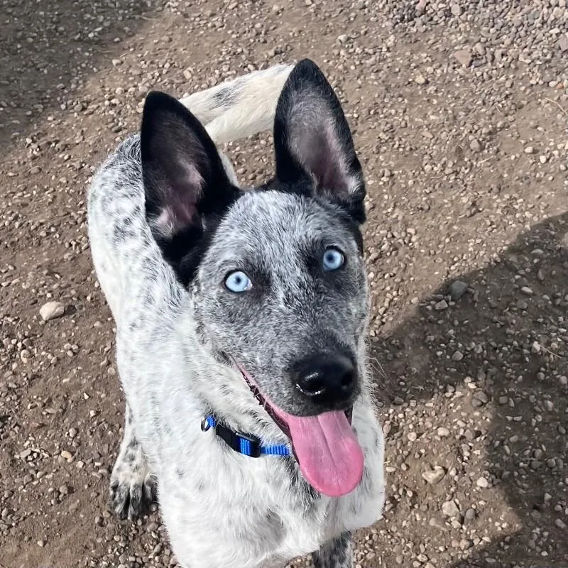 Axel
