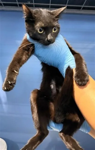 A young small-sized female Domestic Short Hair cat named Luna for adoption in San Bernardino, CA