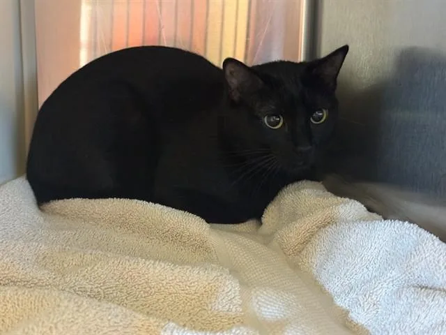 A young medium-sized female Domestic Short Hair cat named Stormie for adoption in Colorado Springs, CO