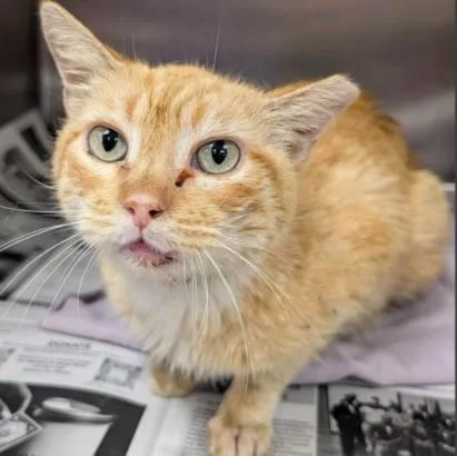 An adult small-sized male Domestic Short Hair cat named Cecil for adoption in San Antonio, TX