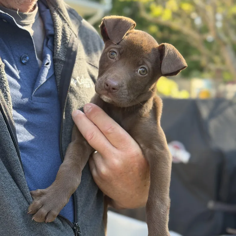 A baby medium-sized female Brown / Chocolate Mixed Breed dog named Hallow for adoption in Yaphank, NY