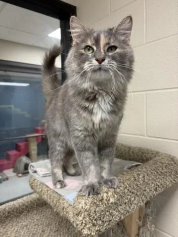 An adult medium-sized female Dilute Calico Domestic Long Hair cat named Anna Maria for adoption in Valparaiso, IN