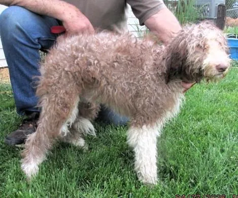 A baby medium-sized male Yellow / Tan / Blond / Fawn Aussiedoodle dog named Oakley for adoption in Paris, KY
