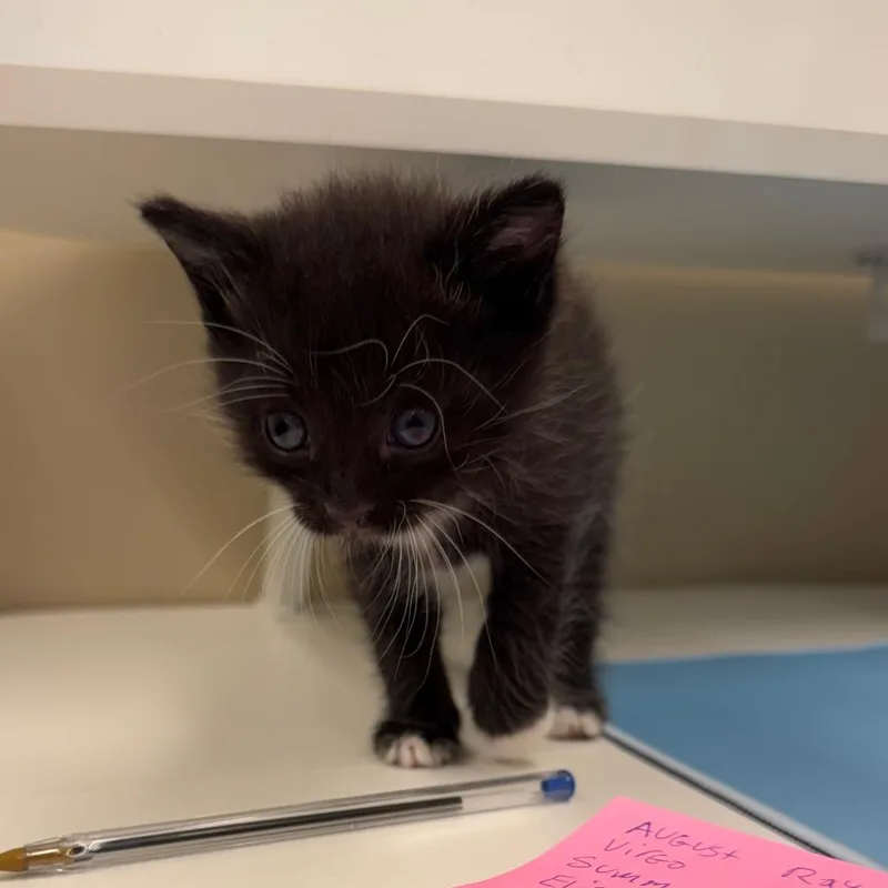 A baby small-sized male Black Domestic Short Hair cat named Ray Sunshine for adoption in Lake Panasoffkee, FL