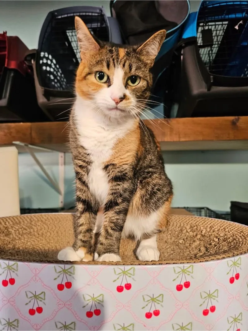 An adult medium-sized female Calico Domestic Short Hair cat named Lucky for adoption in Ozone Park, NY