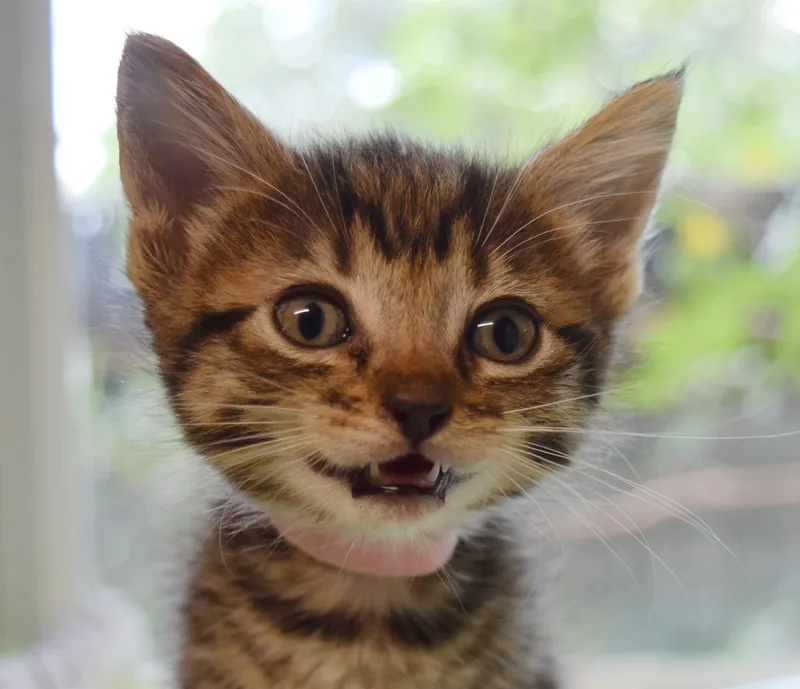 A baby medium-sized male Tabby (Brown / Chocolate) Domestic Short Hair cat named Brighton for adoption in Bulverde, TX