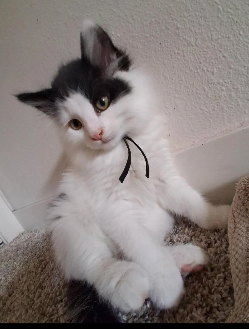 A baby medium-sized male Black & White / Tuxedo Tuxedo cat named Ozzy for adoption in Springfield, OR