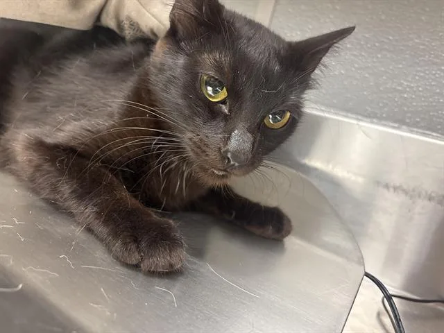 An adult small-sized female Domestic Short Hair cat named Farrah for adoption in Las Vegas, NV