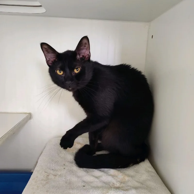 A baby medium-sized male Black Domestic Short Hair cat named Bell Pepper for adoption in Norfolk, NE
