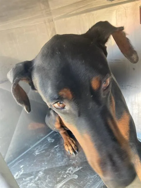 A young large-sized male Doberman Pinscher dog named Roscoe for adoption in Dallas, TX