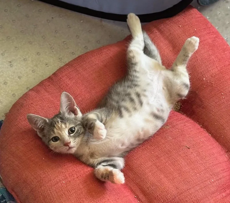 A young small-sized female Tabby (Gray / Blue / Silver) Domestic Short Hair cat named Minnie for adoption in Hawthorne, NJ