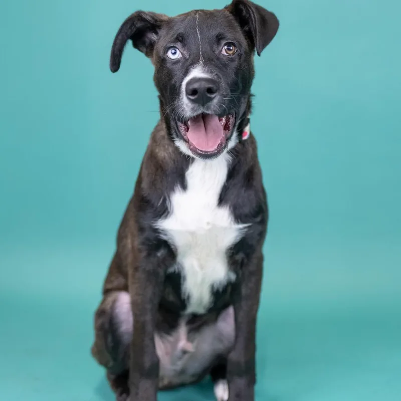 A baby medium-sized male Black Mixed Breed dog named Balto for adoption in Portland, OR