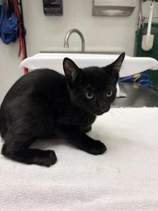 A baby small-sized male Domestic Short Hair cat named Meeny for adoption in Seattle, WA