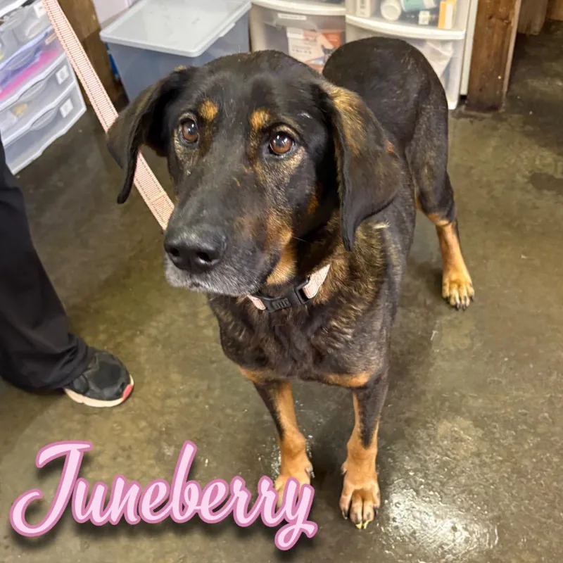 An adult large-sized female Shepherd dog named Juneberry for adoption in Hillsboro, OH