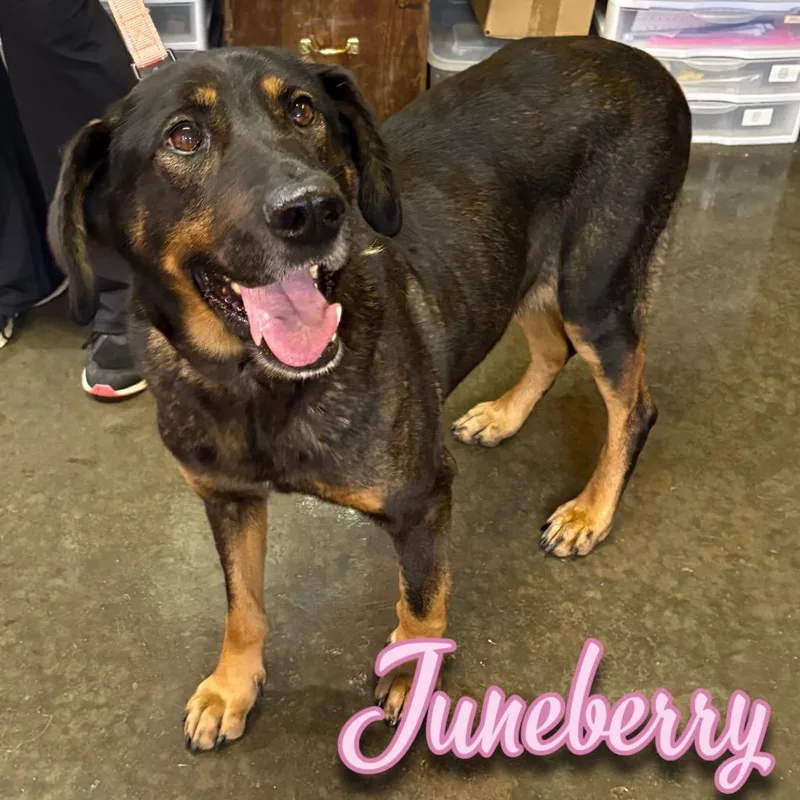 Juneberry thumbnail 2