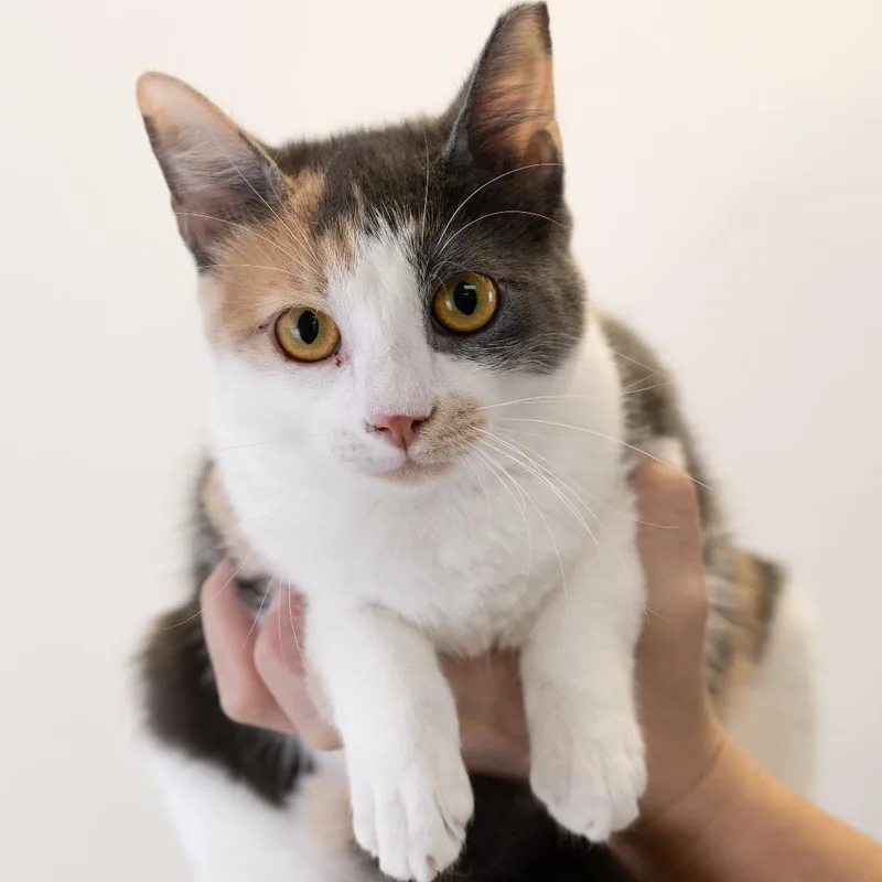 A baby small-sized female Calico Domestic Short Hair cat named Ms. Kit for adoption in Buffalo, MN