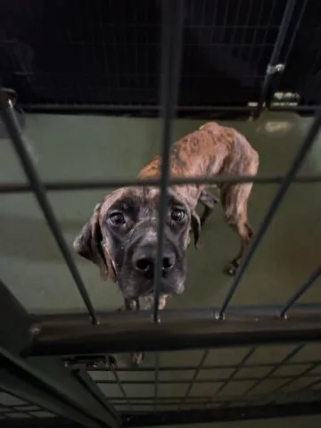 A young large-sized male Mixed Breed dog named Jammin for adoption in West Palm Beach, FL