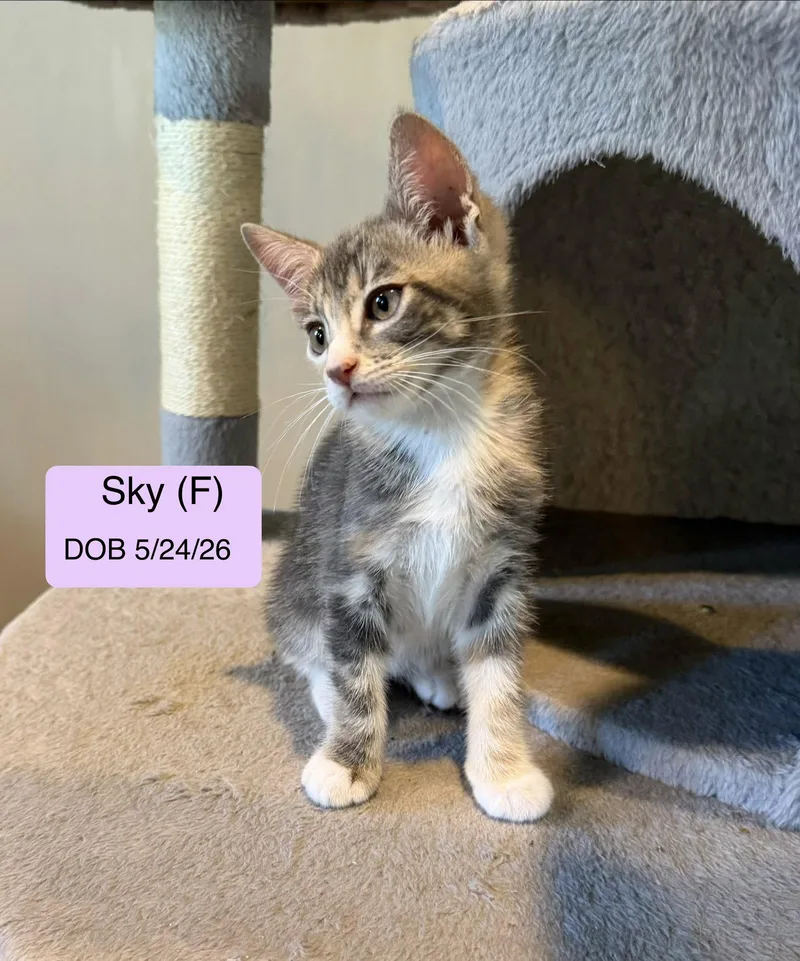 Sky
