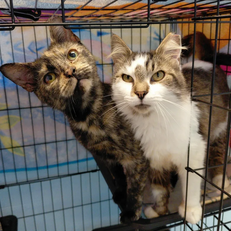 An adult medium-sized female Tabby (Buff / Tan / Fawn) Domestic Long Hair cat named Hestia for adoption in Stanley, VA