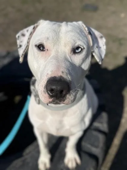 An adult large-sized male Bull Terrier dog named Treat for adoption in Akron, OH