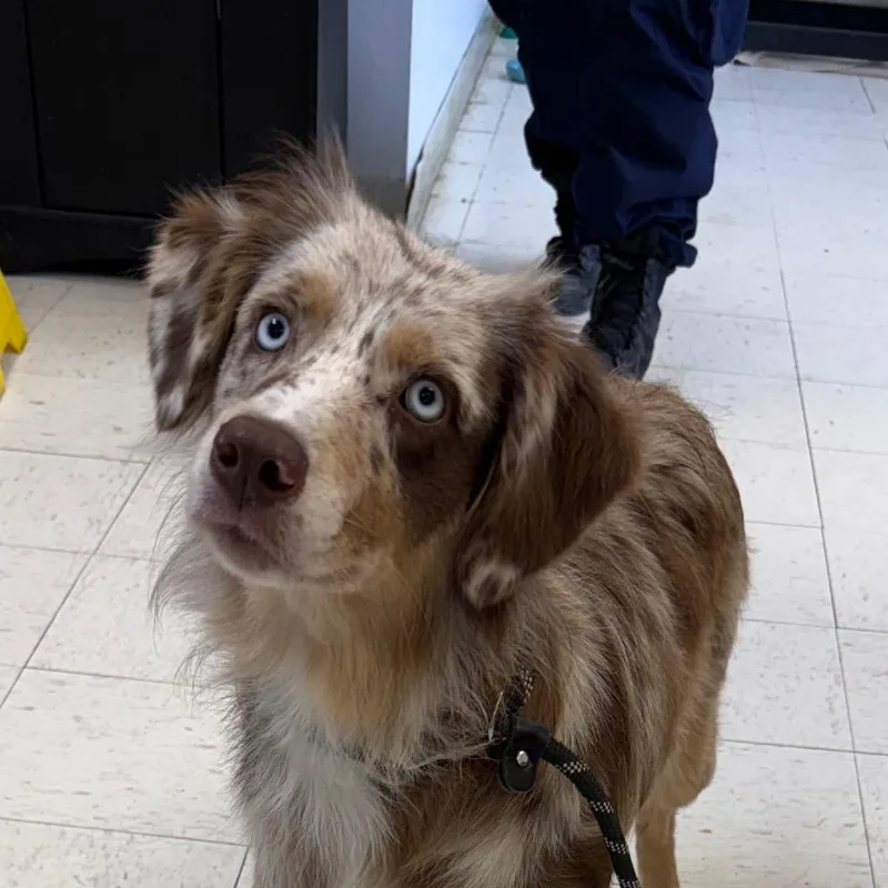 A young medium-sized female Red / Chestnut / Orange Australian Shepherd dog named Fiona for adoption in mount vernon, AR
