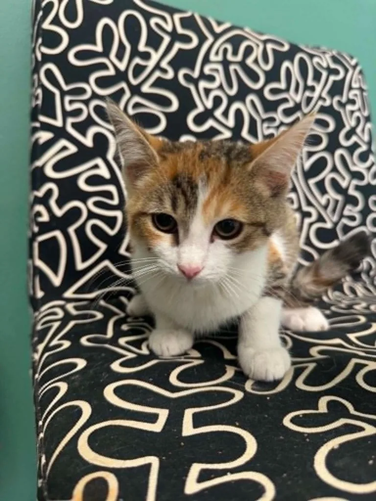A baby medium-sized female Domestic Short Hair cat named Braelynn for adoption in Marion, OH