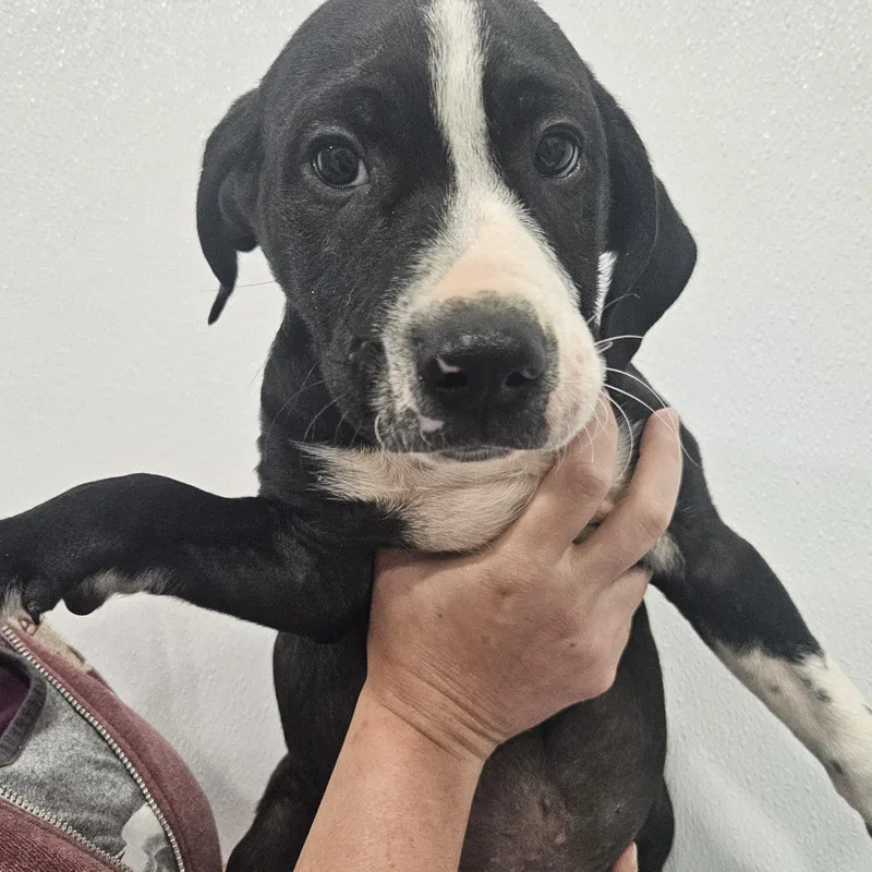 A baby large-sized male Labrador Retriever dog named Bongo for adoption in Kalamazoo, MI