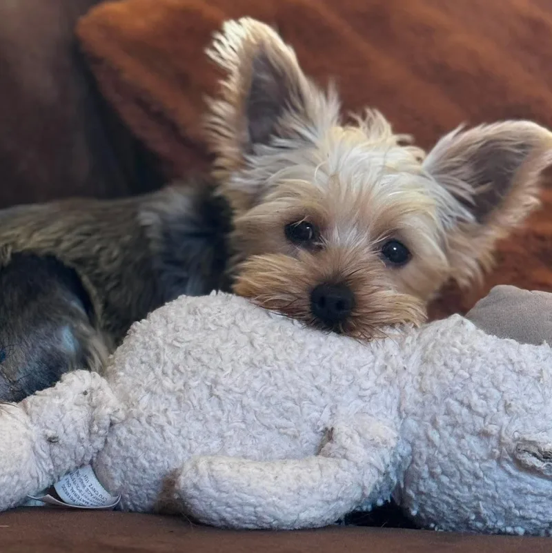 A baby small-sized female Apricot / Beige Yorkshire Terrier dog named Twiggy for adoption in Brockport, NY