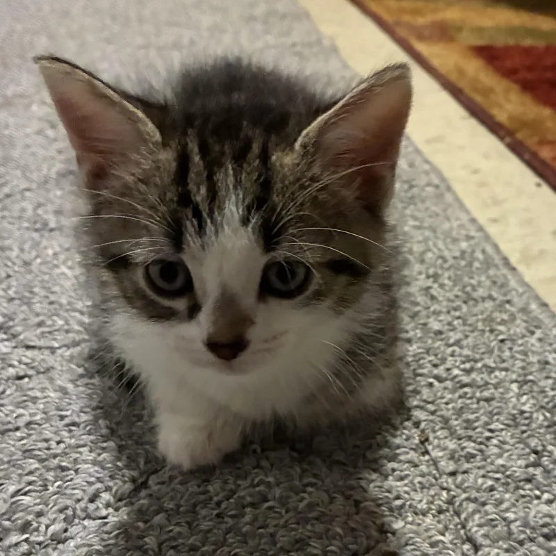 A baby medium-sized female Black & White / Tuxedo Domestic Short Hair cat named Tippy for adoption in Pittsburgh, PA