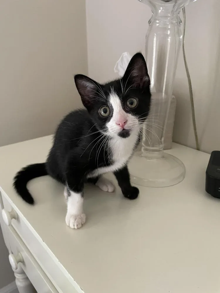 A baby small-sized male Black & White / Tuxedo Domestic Short Hair cat named Kingfisher for adoption in Plymouth, MI