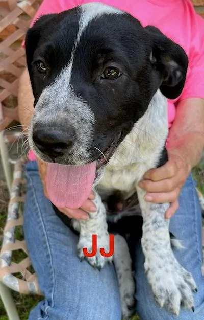 Jj