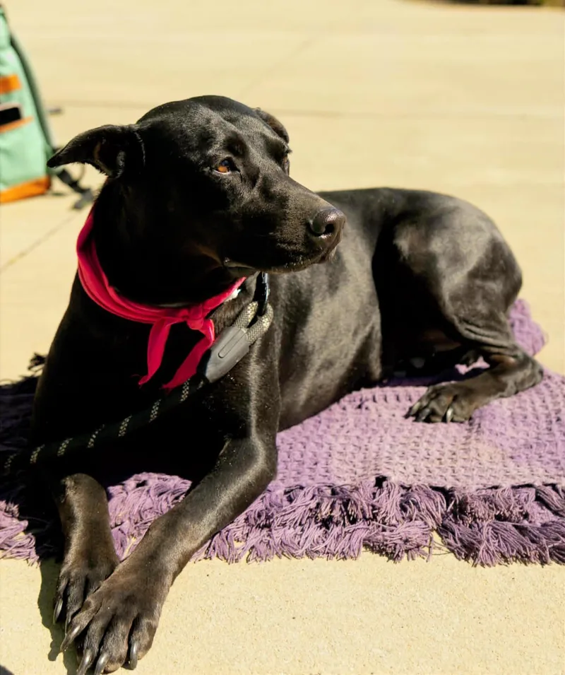 An adult large-sized female Bicolor Doberman Pinscher dog named Eleanor Ellie for adoption in Charlotte, NC