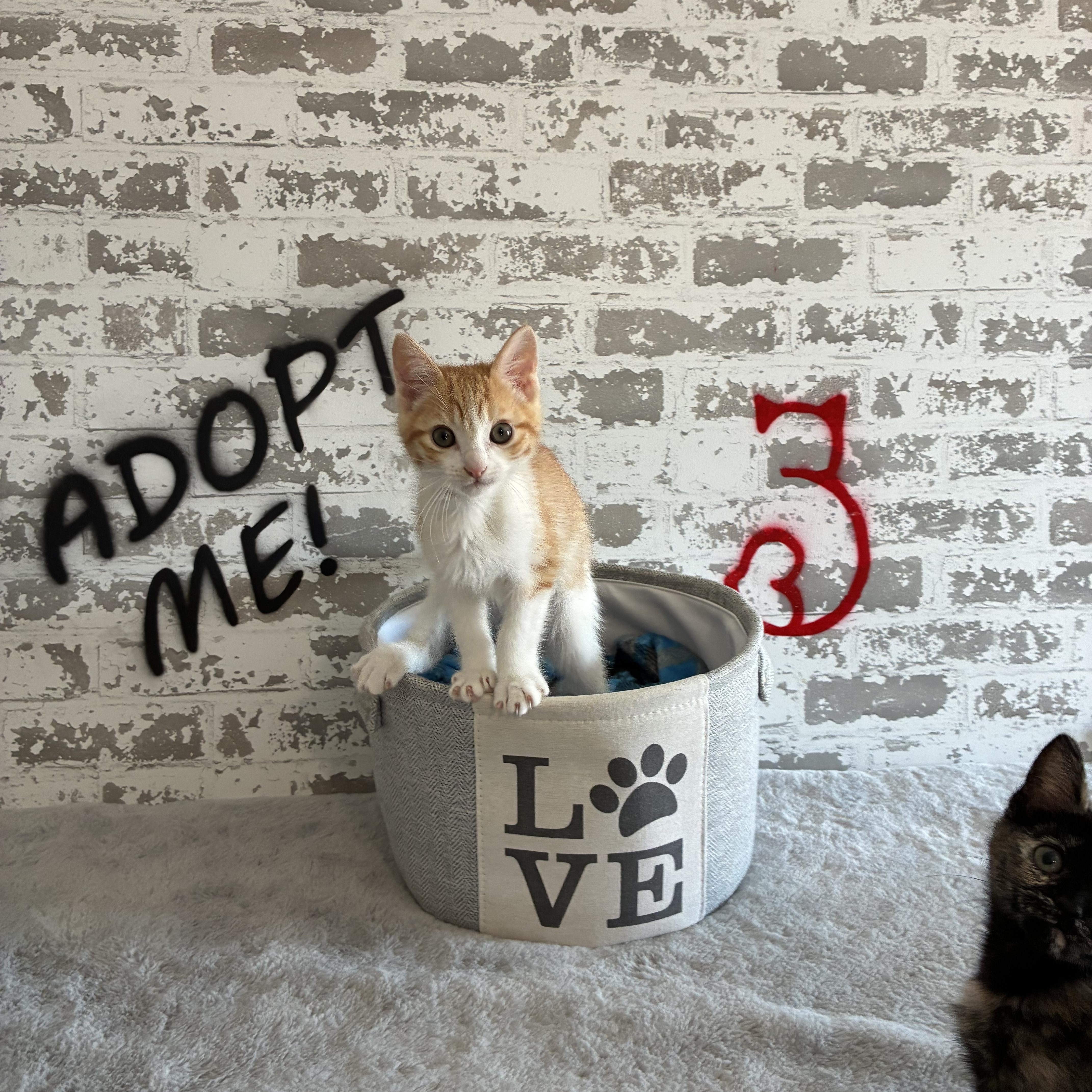 A baby small-sized male Domestic Short Hair cat named Charlie for adoption in queen creek, AZ