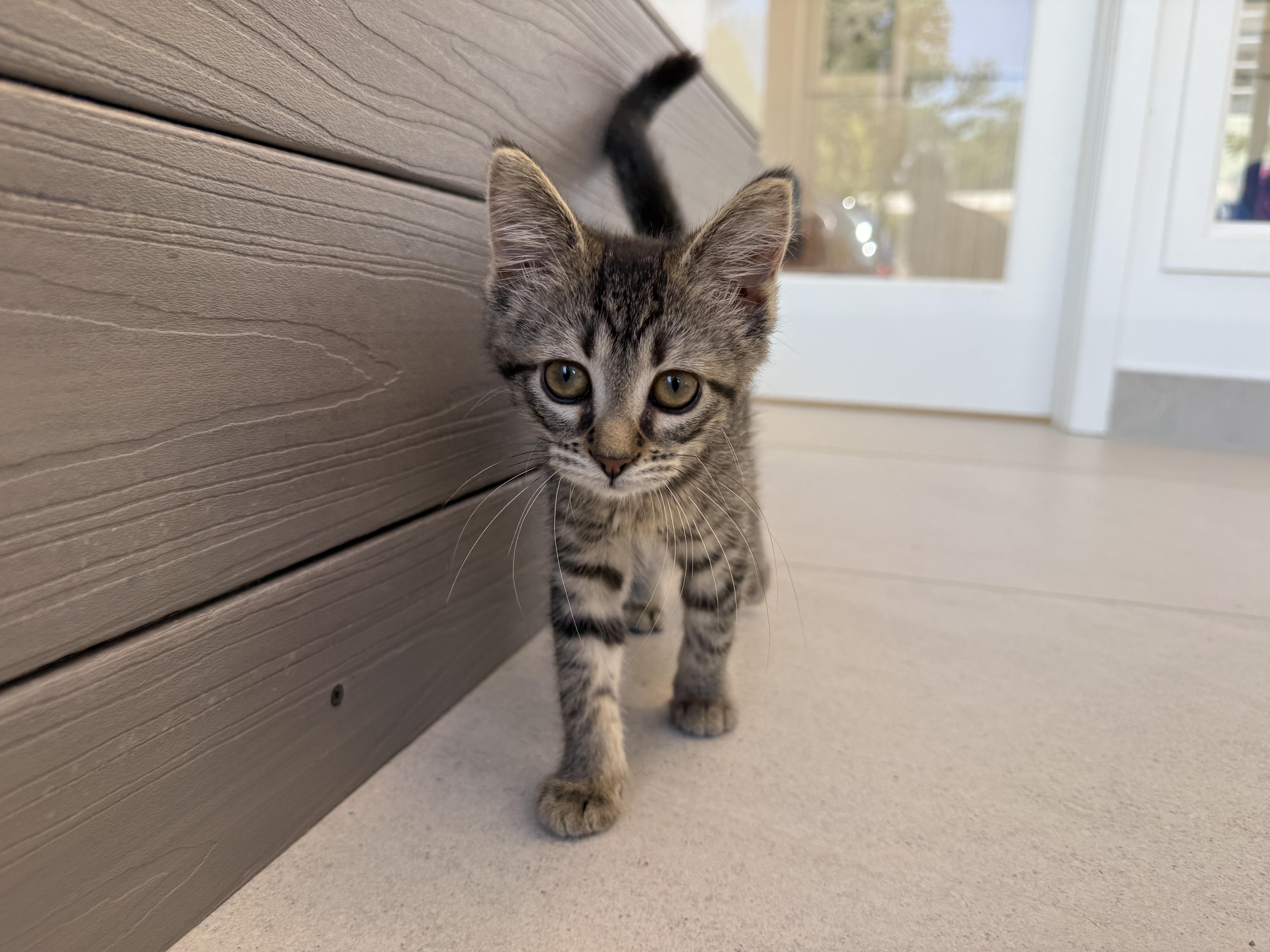 A baby medium-sized female Domestic Short Hair cat named Tuesday for adoption in Evanston, IL