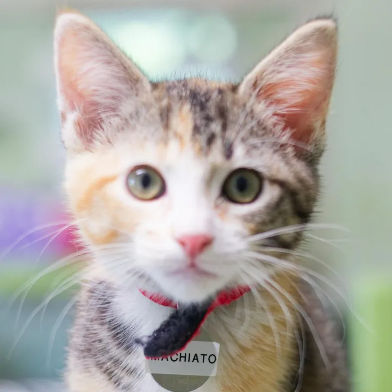 Macchiato thumbnail 3