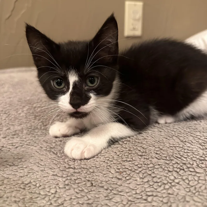 A baby small-sized male Black & White / Tuxedo Domestic Short Hair cat named Midnight Meding for adoption in Morrison, CO