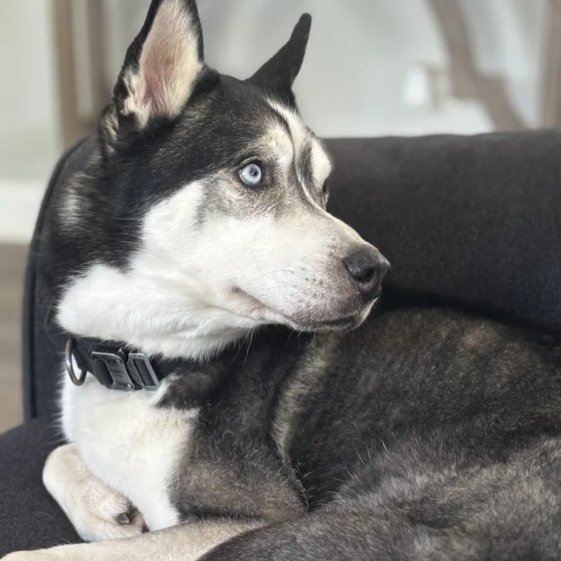 Tucker