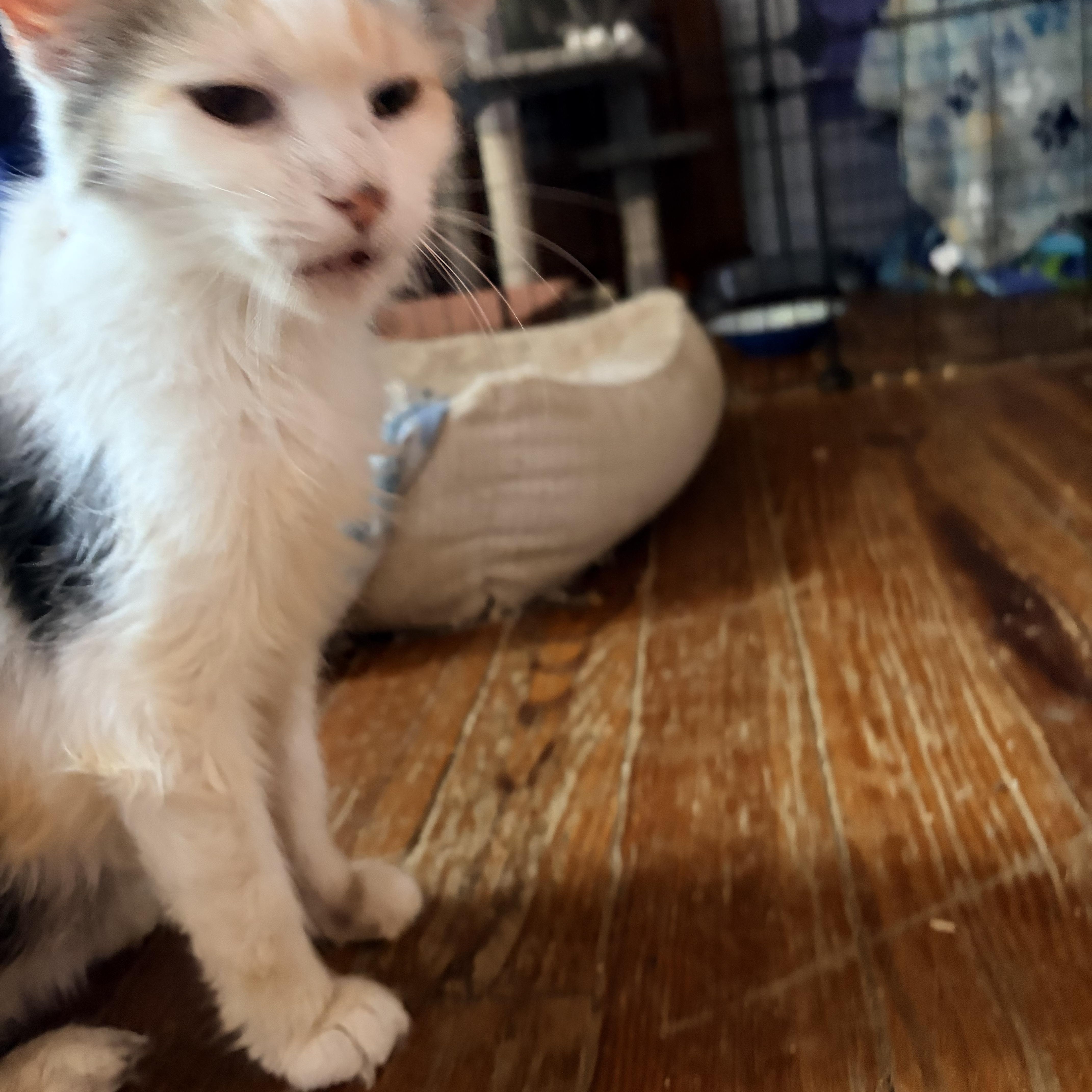 Maggie thumbnail 3