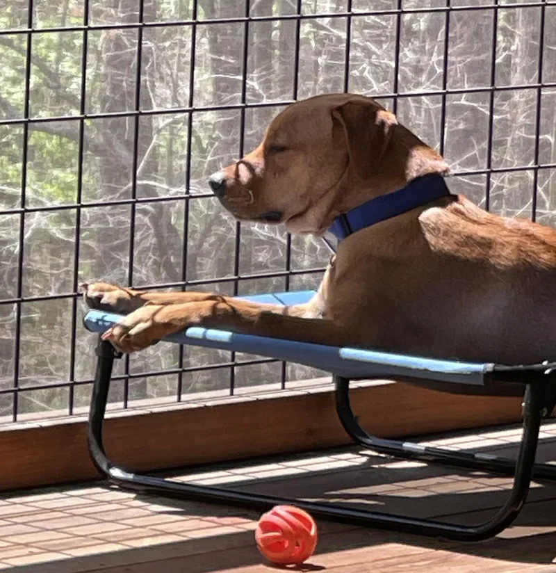 Sage Clover thumbnail 2