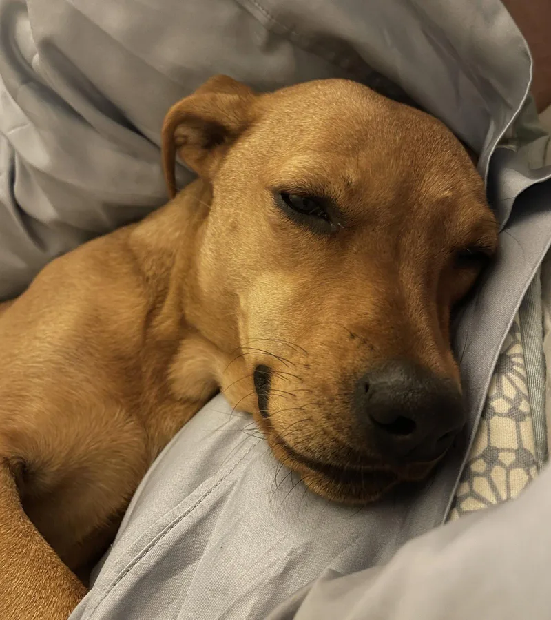 Sage Clover thumbnail 3