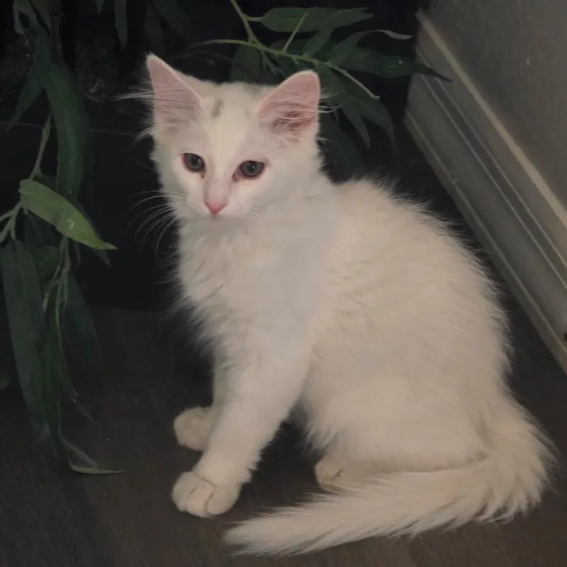 A baby small-sized male White Domestic Short Hair cat named NRudy for adoption in Arizona City, AZ