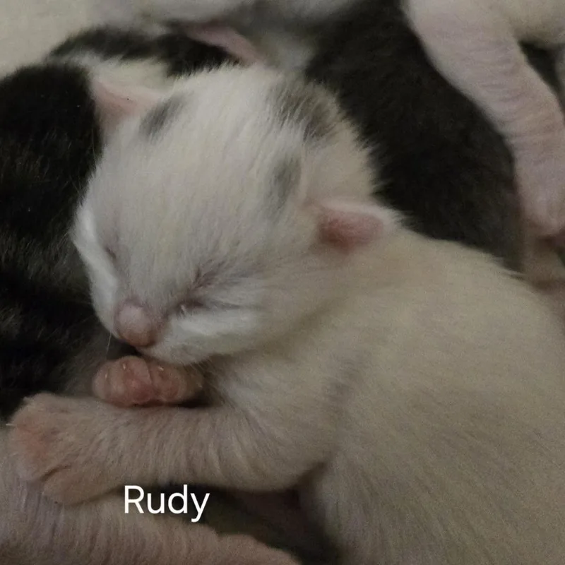 NRudy thumbnail 3