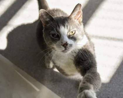 Trifecta thumbnail 2