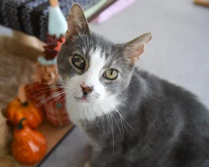 Trifecta thumbnail 3