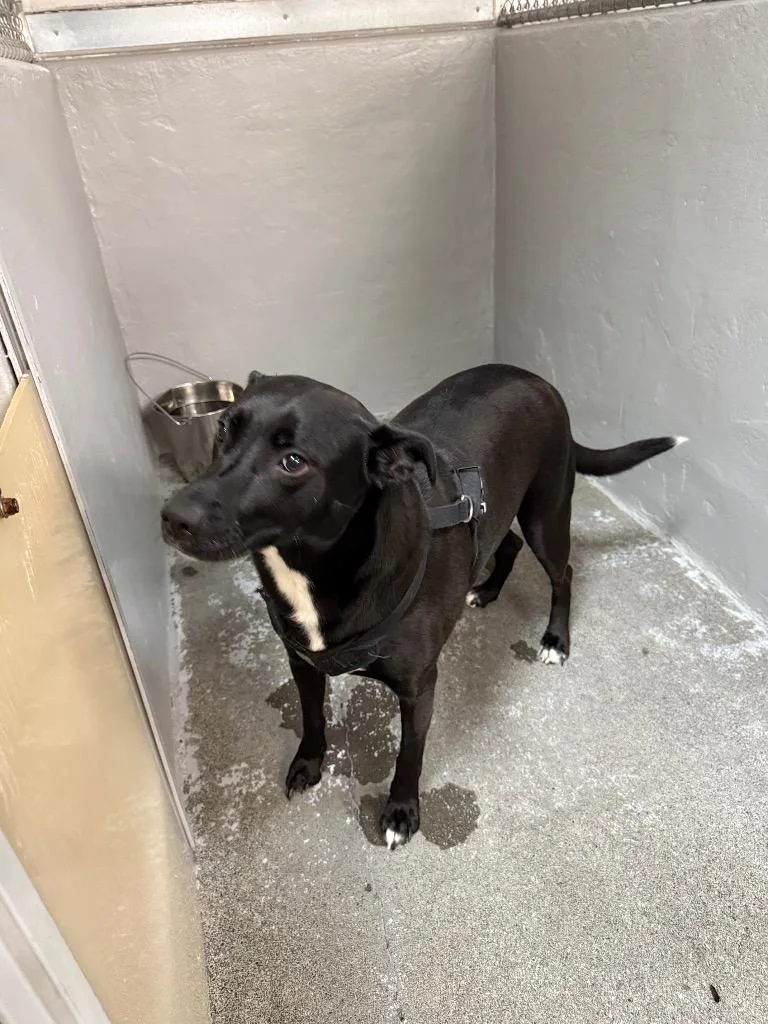 A young extra large-sized female Labrador Retriever dog named Lucy for adoption in Brookings, OR