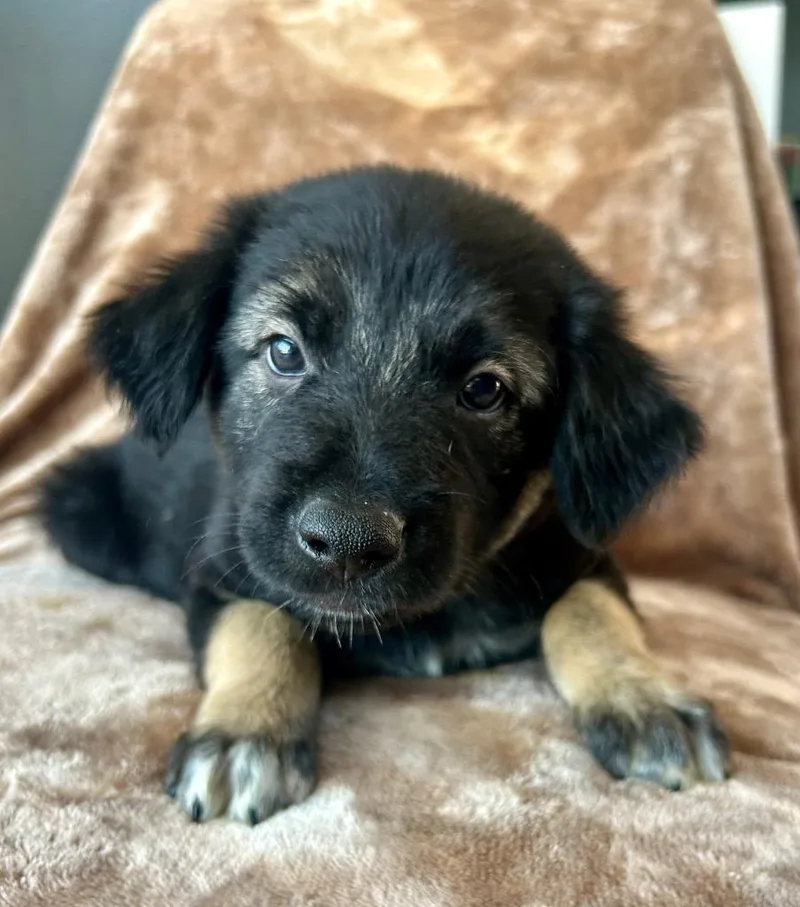 A baby large-sized male German Shepherd Dog dog named Caylor for adoption in Cottonwood, AZ