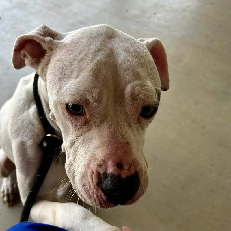 An adult medium-sized female White / Cream American Staffordshire Terrier dog named Charlotte for adoption in Greenville, SC