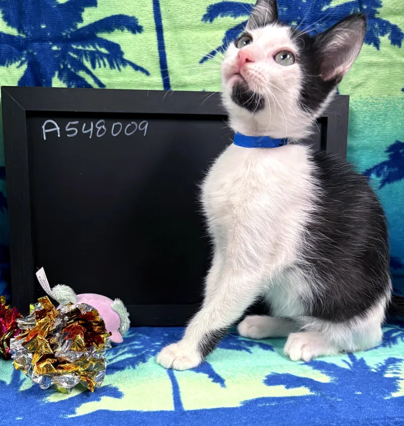 A baby medium-sized male Black & White / Tuxedo Domestic Short Hair cat named Duke for adoption in Lake Monroe, FL